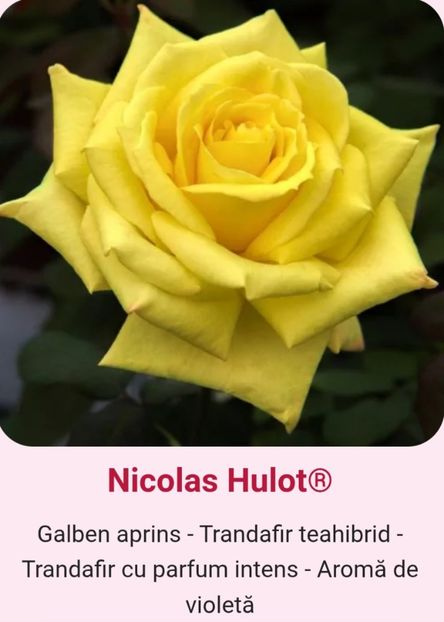  - 1 PRIVAT TRANDAFIRI DE PROCURAT