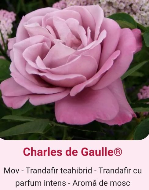  - 1 PRIVAT TRANDAFIRI DE PROCURAT