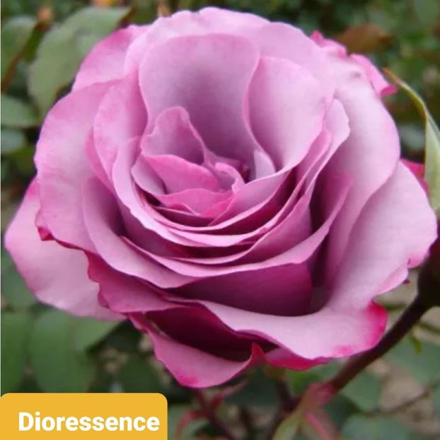  - 1 PRIVAT TRANDAFIRI DE PROCURAT