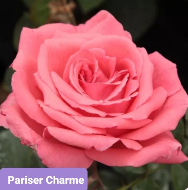  - 1 PRIVAT TRANDAFIRI DE PROCURAT