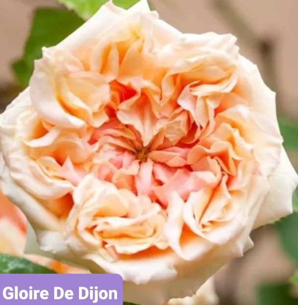  - 1 PRIVAT TRANDAFIRI DE PROCURAT