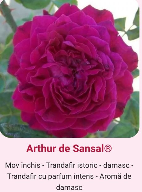  - 1 PRIVAT TRANDAFIRI DE PROCURAT