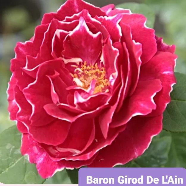  - 1 PRIVAT TRANDAFIRI DE PROCURAT