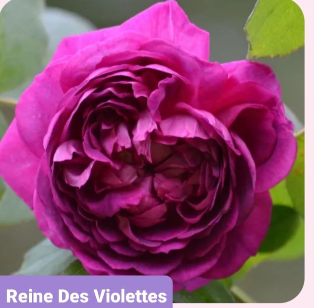  - 1 PRIVAT TRANDAFIRI DE PROCURAT