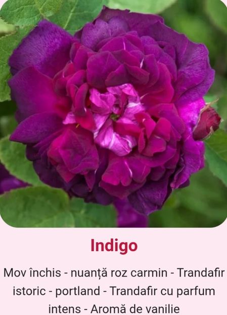  - 1 PRIVAT TRANDAFIRI DE PROCURAT