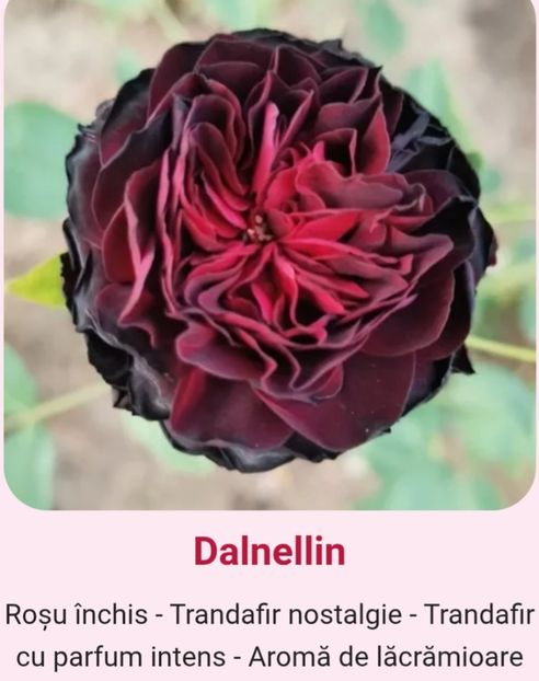  - 1 PRIVAT TRANDAFIRI DE PROCURAT