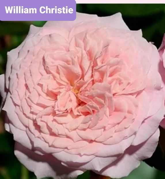  - 1 PRIVAT TRANDAFIRI DE PROCURAT