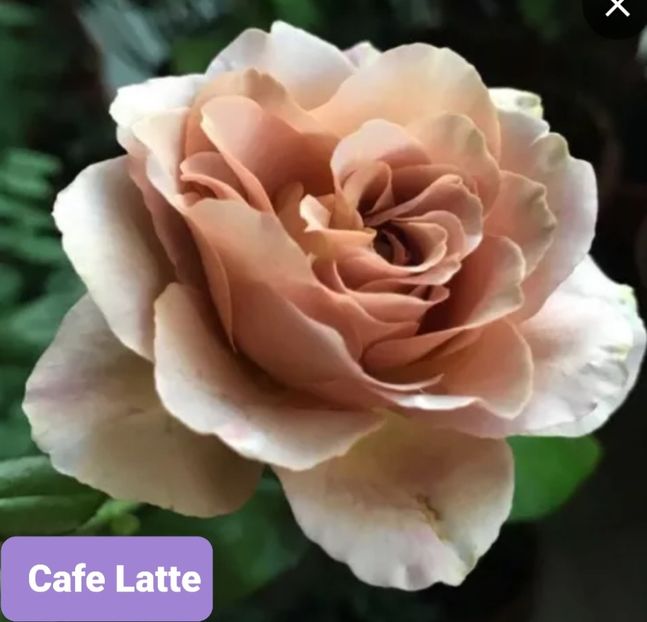  - 1 PRIVAT TRANDAFIRI DE PROCURAT