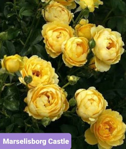  - 1 PRIVAT TRANDAFIRI DE PROCURAT