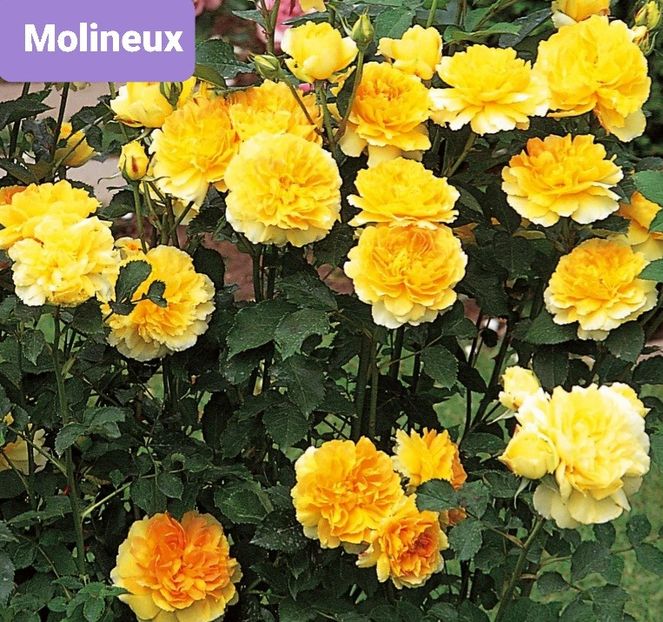  - 1 PRIVAT TRANDAFIRI DE PROCURAT