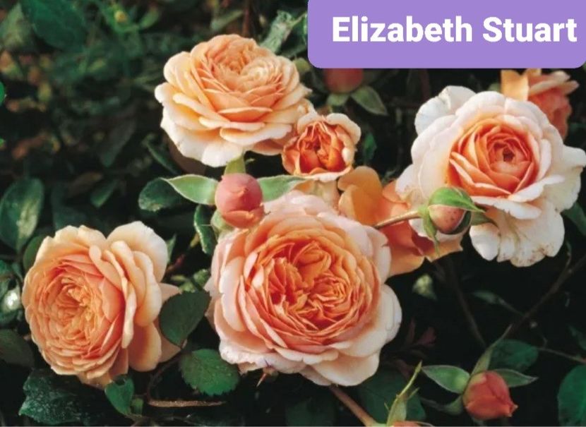  - 1 PRIVAT TRANDAFIRI DE PROCURAT