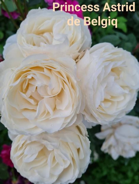  - 1 PRIVAT TRANDAFIRI DE PROCURAT