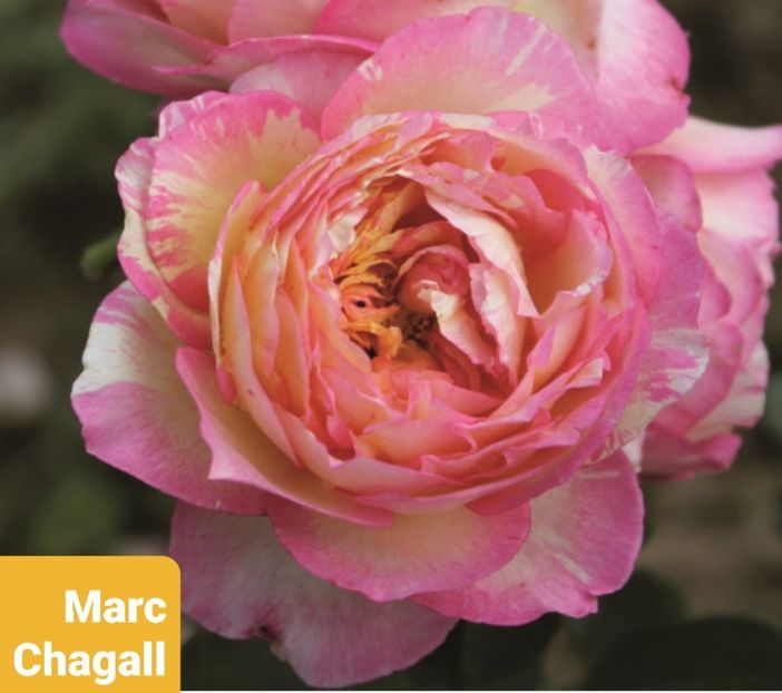  - 1 PRIVAT TRANDAFIRI DE PROCURAT