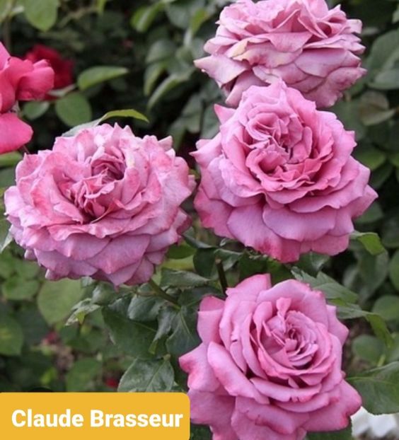  - 1 PRIVAT TRANDAFIRI DE PROCURAT