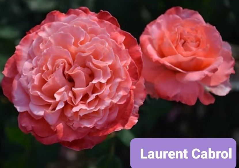  - 1 PRIVAT TRANDAFIRI DE PROCURAT