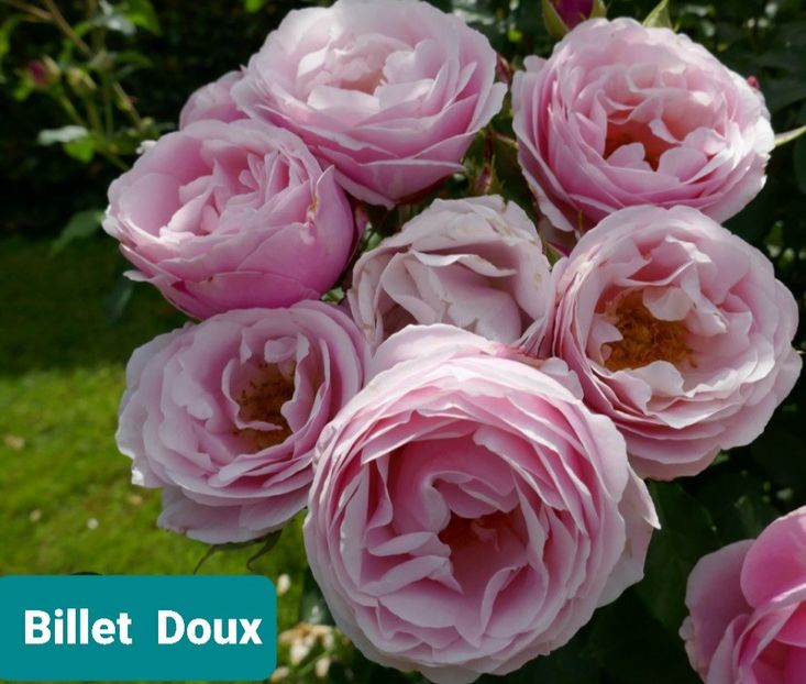  - 1 PRIVAT TRANDAFIRI DE PROCURAT