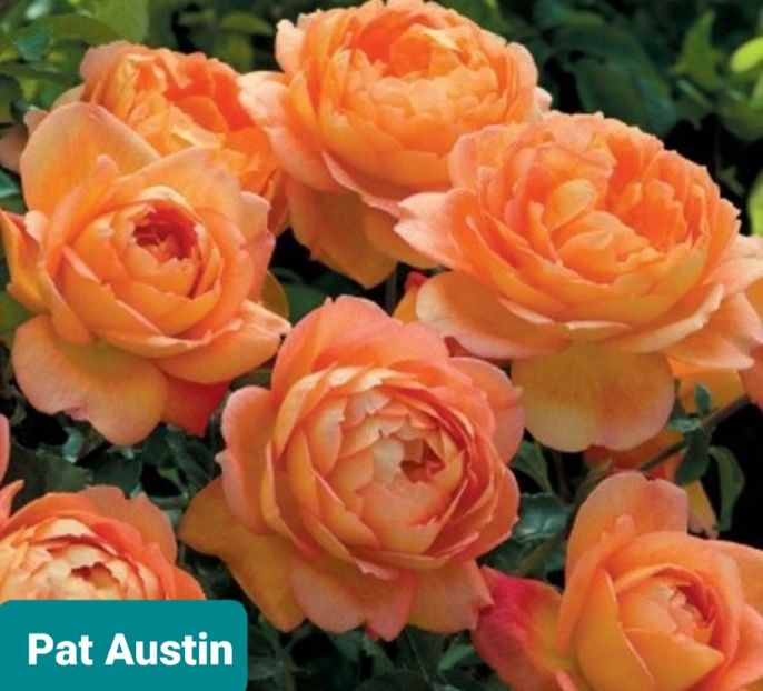  - 1 PRIVAT TRANDAFIRI DE PROCURAT