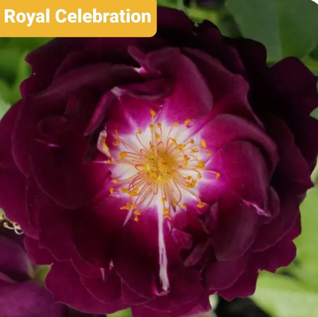  - 1 PRIVAT TRANDAFIRI DE PROCURAT