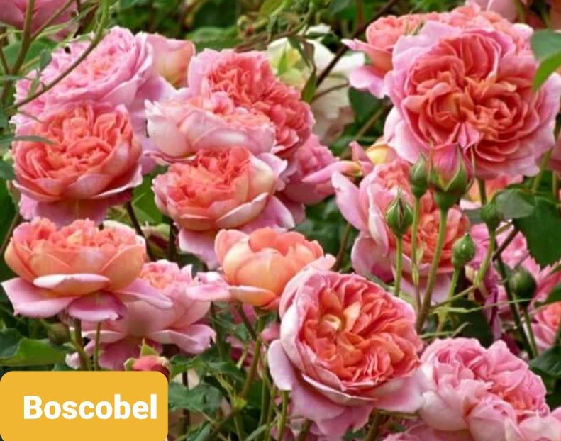  - 1 PRIVAT TRANDAFIRI DE PROCURAT