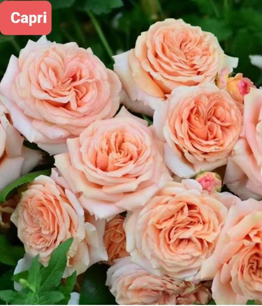  - 1 PRIVAT TRANDAFIRI DE PROCURAT