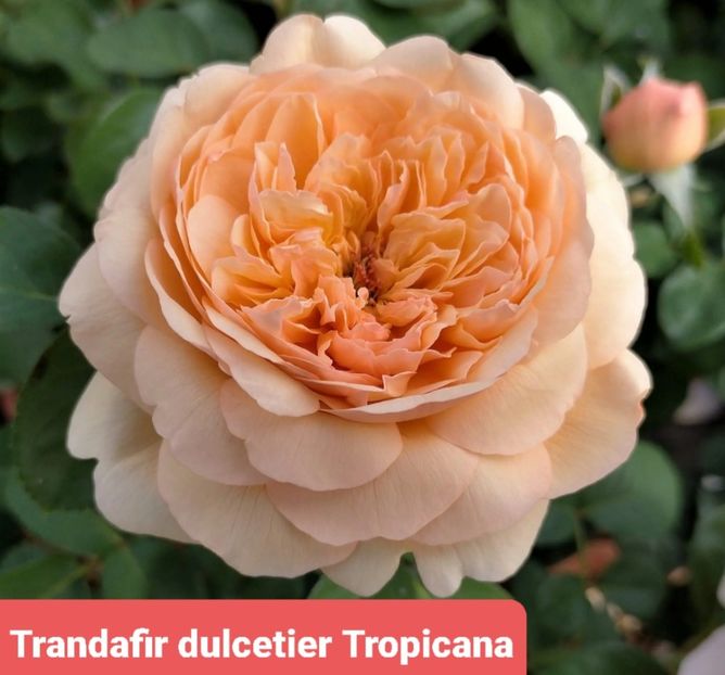  - 1 PRIVAT TRANDAFIRI DE PROCURAT