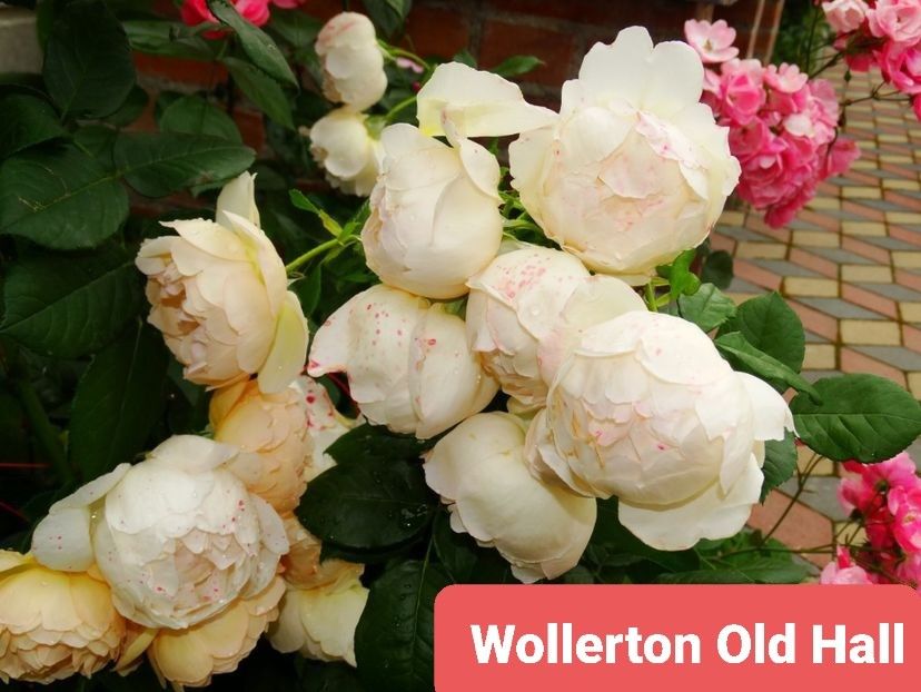  - 1 PRIVAT TRANDAFIRI DE PROCURAT