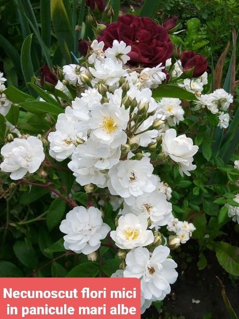  - 1 PRIVAT TRANDAFIRI DE PROCURAT