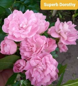  - 1 PRIVAT TRANDAFIRI DE PROCURAT