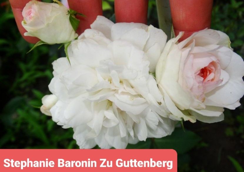  - 1 PRIVAT TRANDAFIRI DE PROCURAT