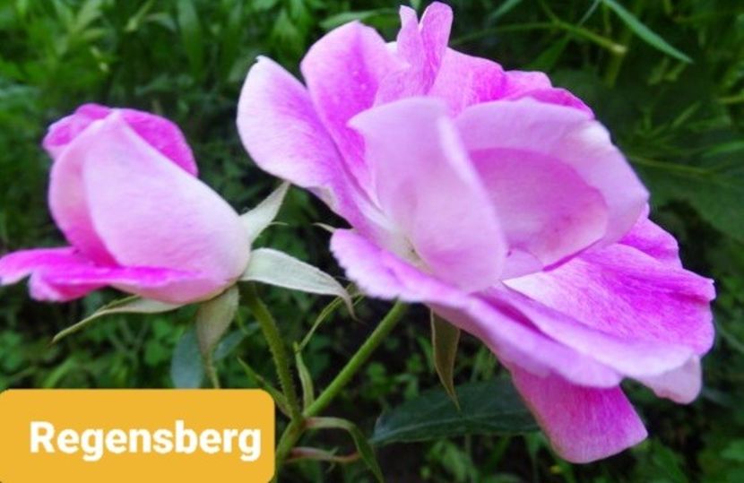  - 1 PRIVAT TRANDAFIRI DE PROCURAT