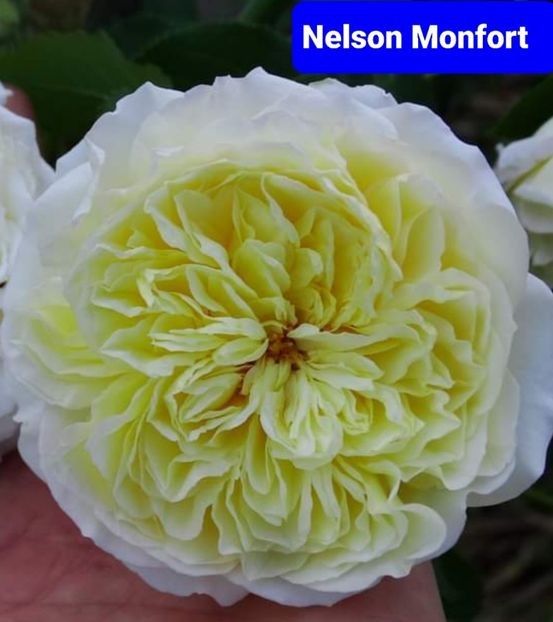  - 1 PRIVAT TRANDAFIRI DE PROCURAT