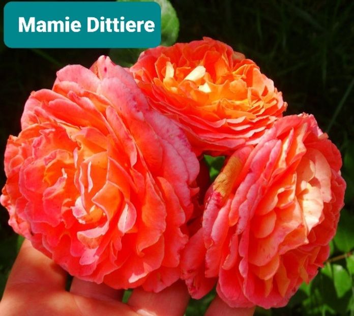  - 1 PRIVAT TRANDAFIRI DE PROCURAT