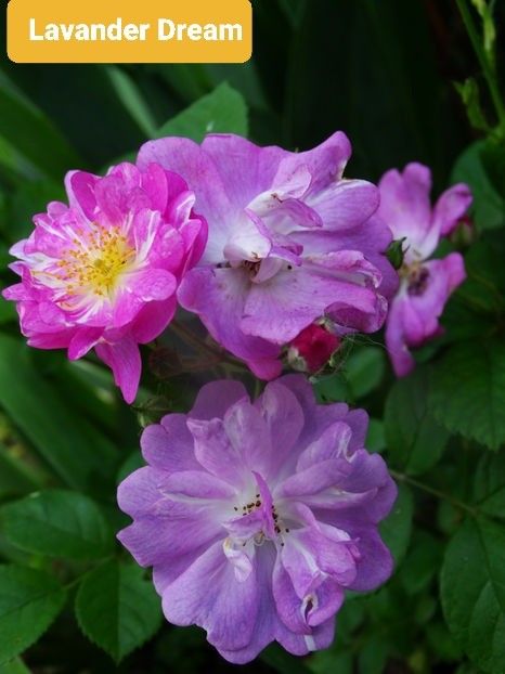  - 1 PRIVAT TRANDAFIRI DE PROCURAT