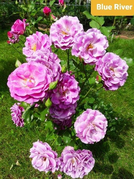  - 1 PRIVAT TRANDAFIRI DE PROCURAT