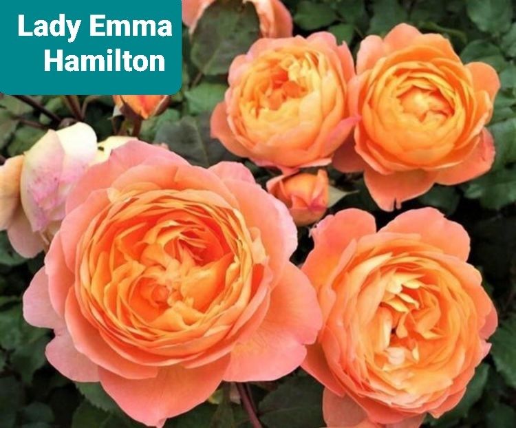  - 1 PRIVAT TRANDAFIRI DE PROCURAT