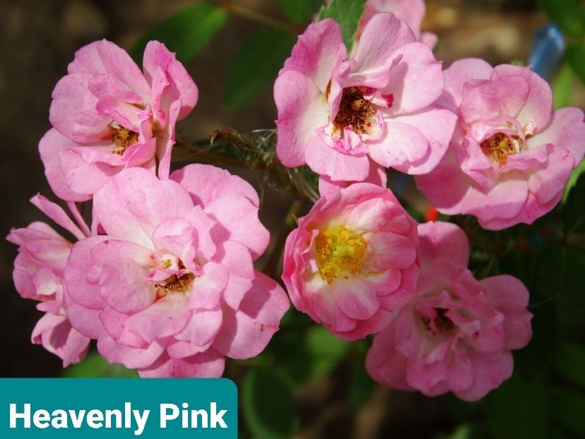  - 1 PRIVAT TRANDAFIRI DE PROCURAT