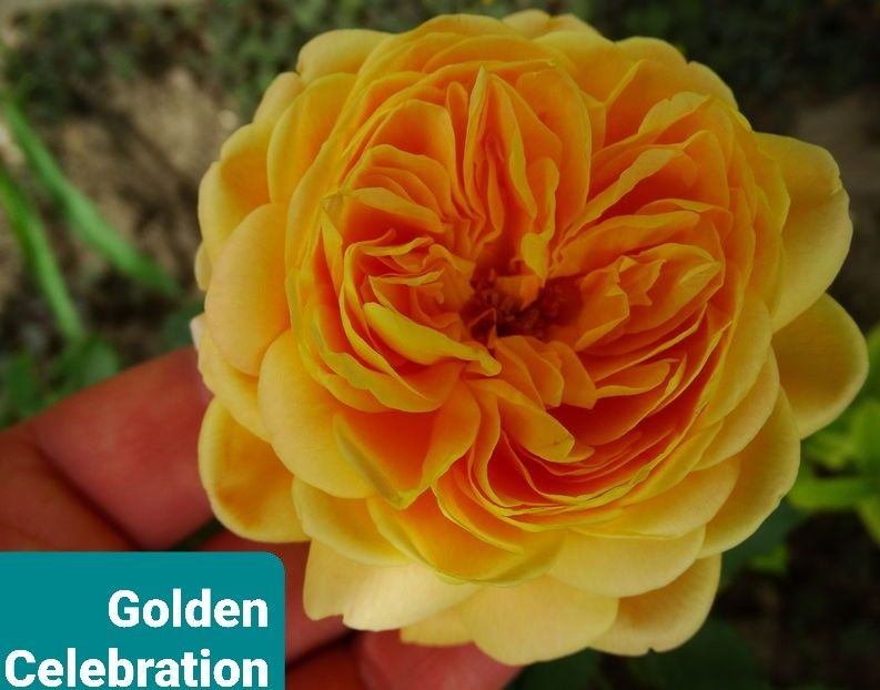  - 1 PRIVAT TRANDAFIRI DE PROCURAT