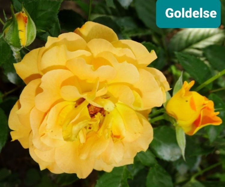  - 1 PRIVAT TRANDAFIRI DE PROCURAT