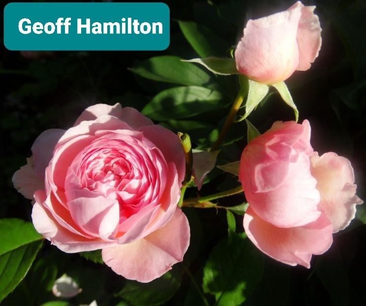  - 1 PRIVAT TRANDAFIRI DE PROCURAT