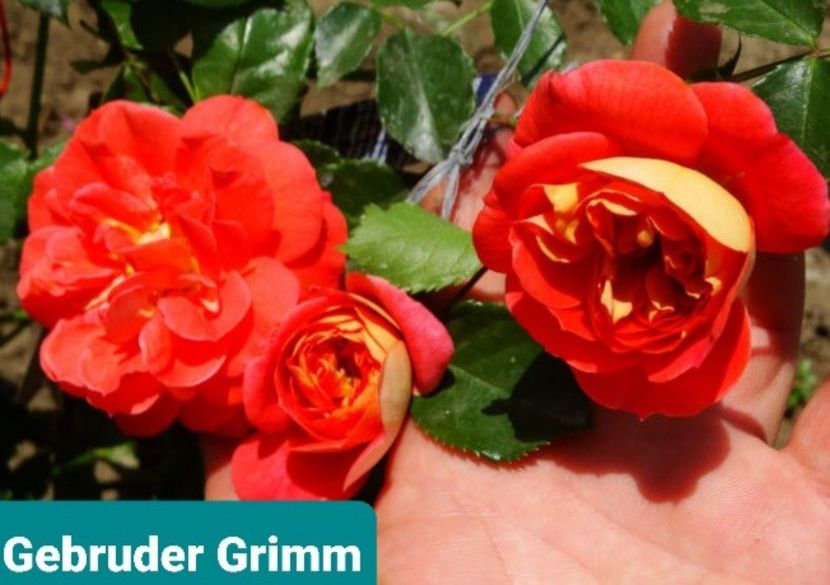  - 1 PRIVAT TRANDAFIRI DE PROCURAT