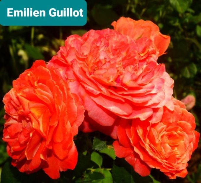  - 1 PRIVAT TRANDAFIRI DE PROCURAT