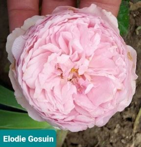  - 1 PRIVAT TRANDAFIRI DE PROCURAT