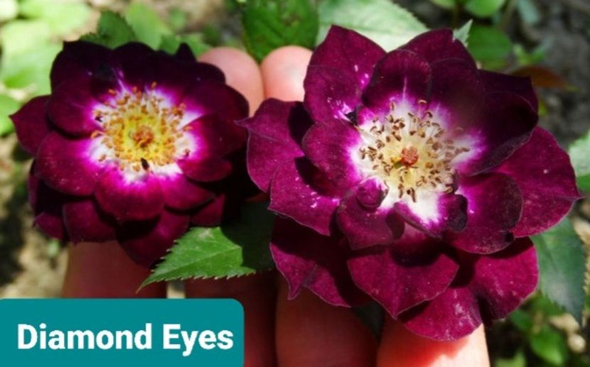  - 1 PRIVAT TRANDAFIRI DE PROCURAT