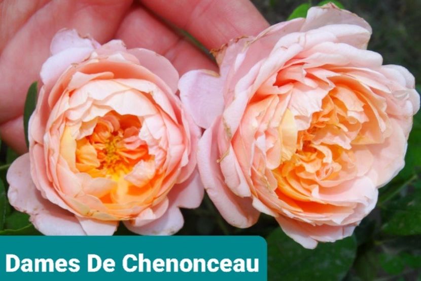  - 1 PRIVAT TRANDAFIRI DE PROCURAT