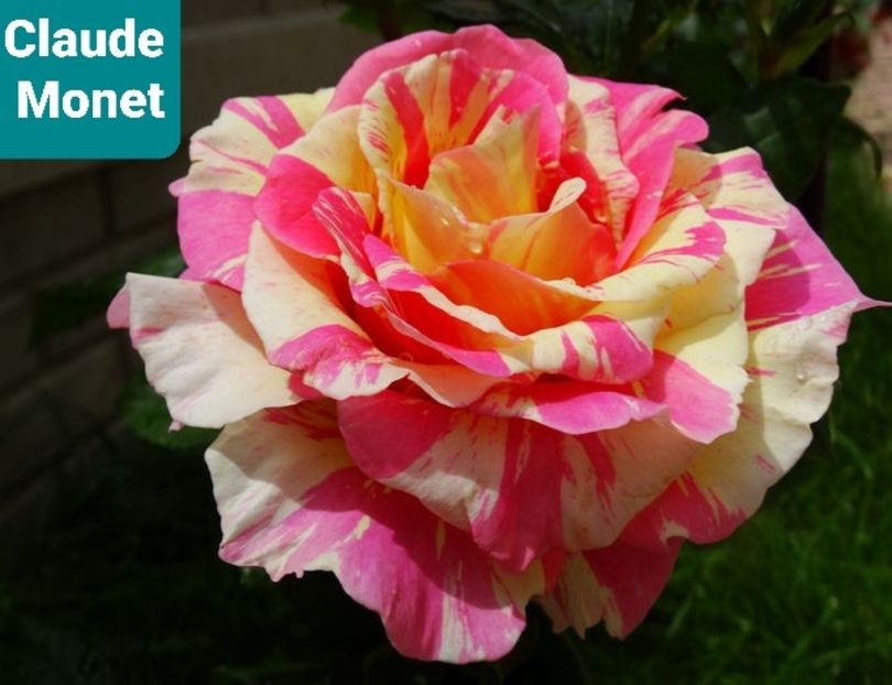  - 1 PRIVAT TRANDAFIRI DE PROCURAT