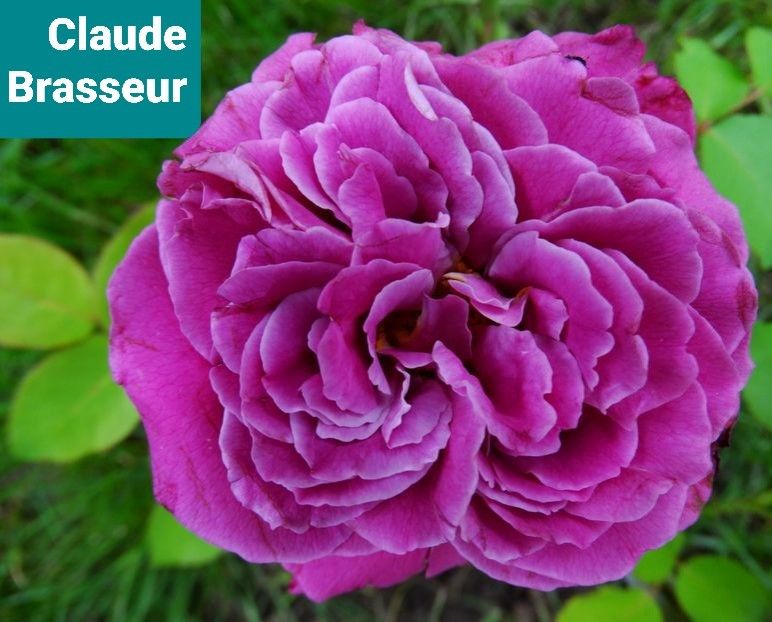  - 1 PRIVAT TRANDAFIRI DE PROCURAT