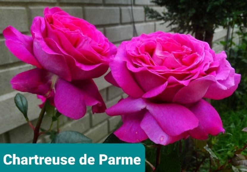  - 1 PRIVAT TRANDAFIRI DE PROCURAT