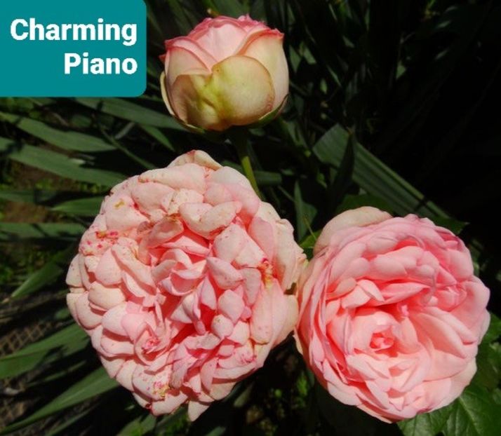  - 1 PRIVAT TRANDAFIRI DE PROCURAT