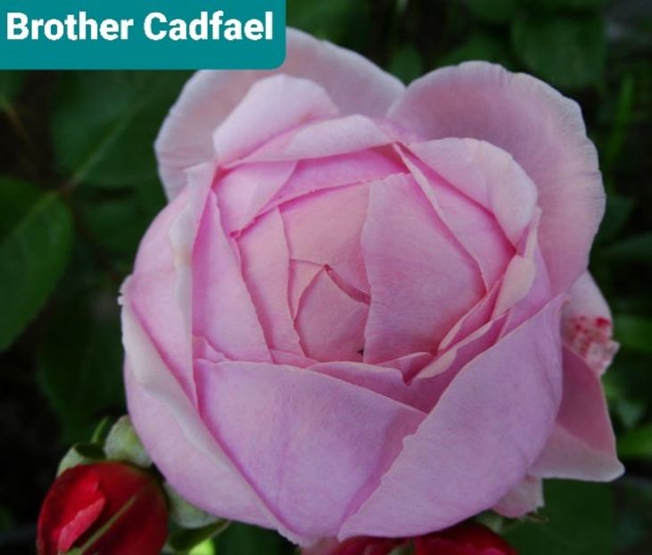  - 1 PRIVAT TRANDAFIRI DE PROCURAT