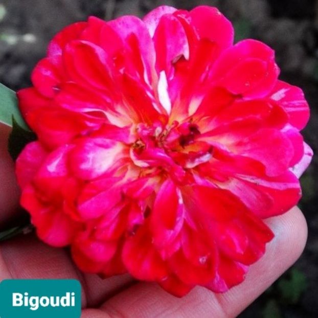  - 1 PRIVAT TRANDAFIRI DE PROCURAT